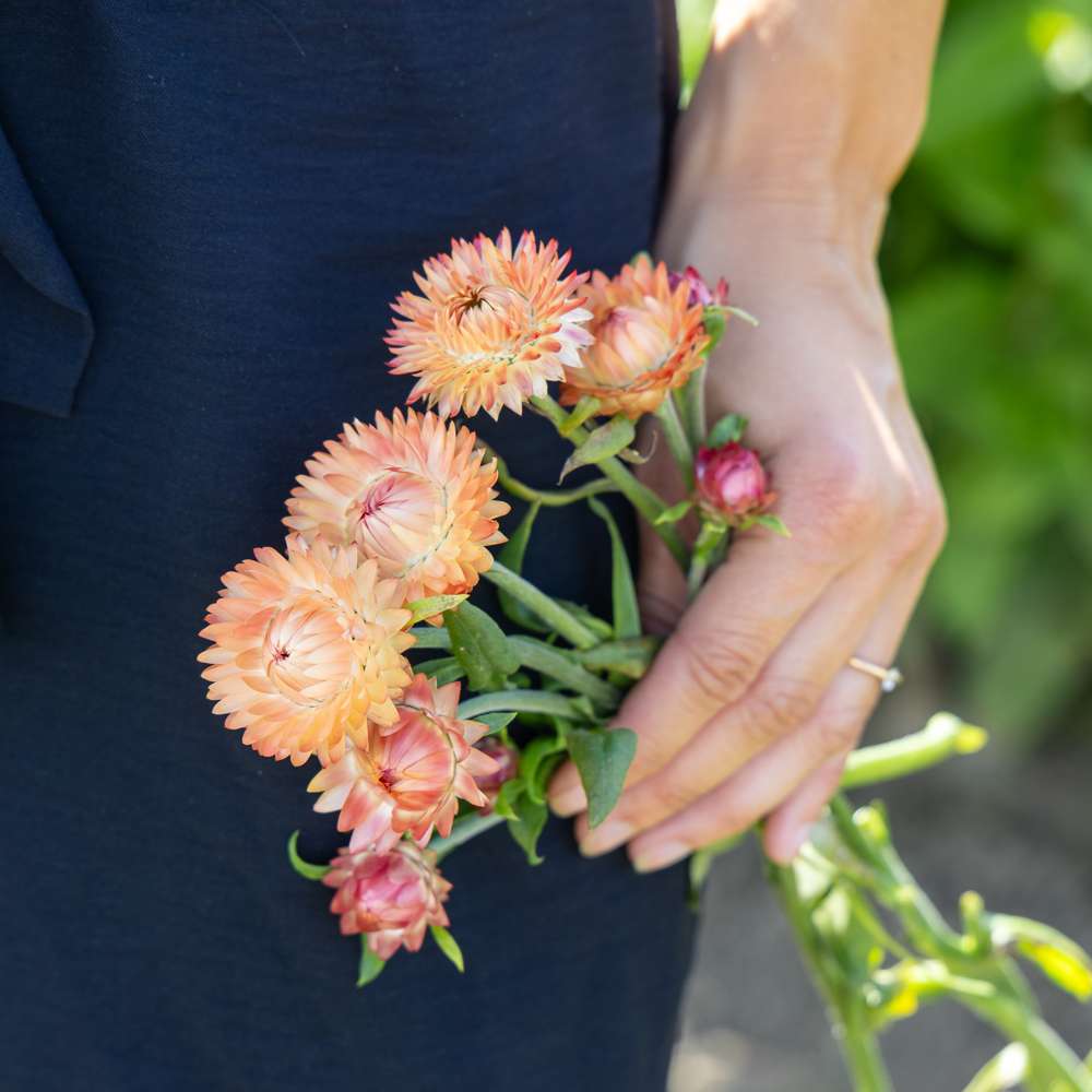 Evighedsblomst 'Salmon rose' (frø)